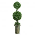 5Ft Leucodendron Ball Topiary Tree