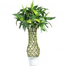 42" Fat Lucky Bamboo Silk Tree