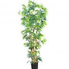 6Ft Multi Bambusa Bamboo Silk Tree