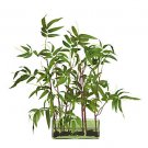 Bamboo w/Glass Planter