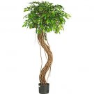 5Ft Hawaiian Curly Ficus Silk Tree