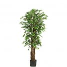 68" Mini Japanese Ficus Silk Tree