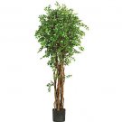 68" Mini Japanese Ficus Silk Tree