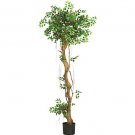 69" Mini Japanese Ficus Oriental Silk Tree