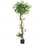 69" Mini Japanese Ficus Oriental Silk Tree