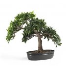 16" Japanese Ficus Bonsai