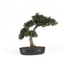 16" Podocarpus Bonsai Tree