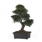 24" Japanese Ficus Bonsai Tree