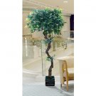 40" Mini Japanese Maple Silk Tree
