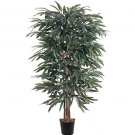 5Ft Weeping Ficus
