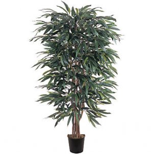 5Ft Weeping Ficus