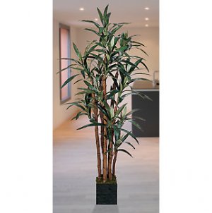 5Ft Yucca Silk Tree