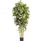 6Ft Croton Silk Tree