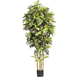 6Ft Croton Silk Tree