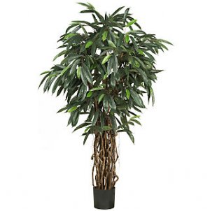 6Ft Mango Silk Tree