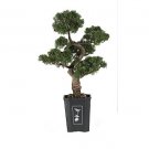 36" Cedar Bonsai Tree