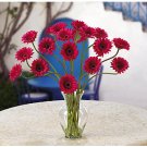 Gerber Daisy Liquid Illusion - Beauty