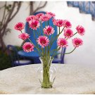 Gerber Daisy Liquid Illusion - Pink
