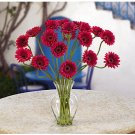 Gerber Daisy Liquid Illusion - Red