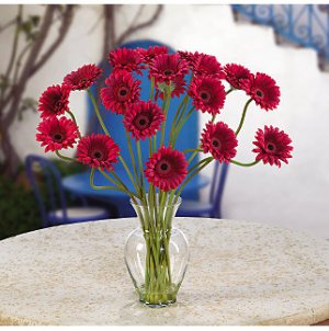 Gerber Daisy Liquid Illusion - Red