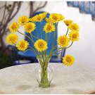 Gerber Daisy Liquid Illusion - Yellow