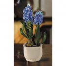 Hyacinth Silk Arrangement w/Glazed Pot - Blue