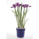 Iris Silk Arrangement w/Blue Pot - Lavender