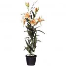 Lilly w/Blue Pot