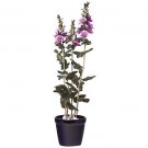 Mallow Silk Plant w/Blue Pot
