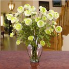 Ranunculus Liquid Illusion - Cream