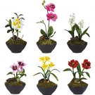 Set Of 6 Little Black Vase Assortment