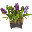 Hyacinth w/Glass Planter