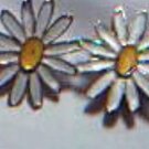 Daisy Studs