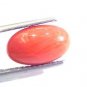 4.63 Ct Untreated Natural Premium Italian Red Coral AAAAA