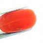 8.49 Ct Untreated Natural Premium Italian Red Coral AAAAA