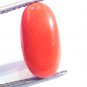 6.83 Ct Untreated Natural Premium Italian Red Coral AAAAA