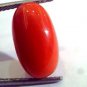 8.29 Ct Untreated Natural Premium Italian Red Coral AAAAA
