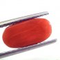 4.17 Ct Untreated Natural Premium Italian Red Coral AAAAA