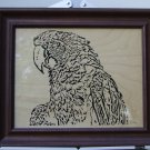 Macaw