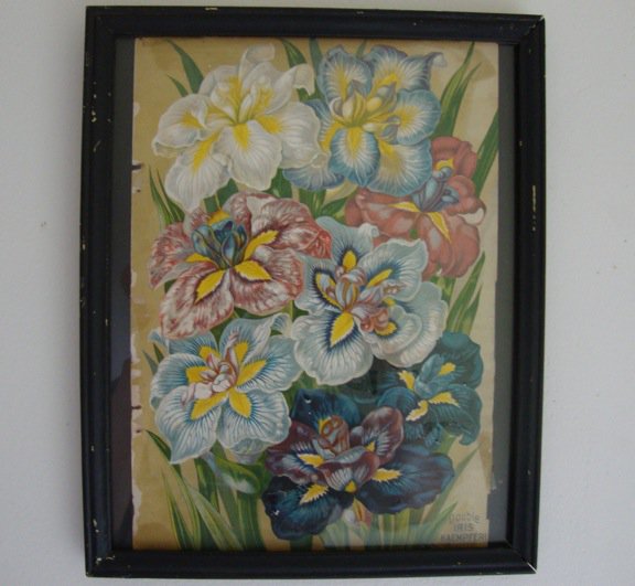 Antique Iris Kaempferi Catalog Page - Some image damage