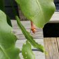 Dutchman's Pipe Cactus Night Blooming Cereus Rooted Cutting