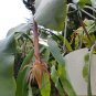 Dutchman's Pipe Cactus Night Blooming Cereus Rooted Cutting