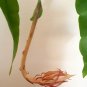 Dutchman's Pipe Cactus Night Blooming Cereus Rooted Cutting