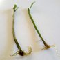 Dutchman's Pipe Cactus Night Blooming Cereus Rooted Cutting