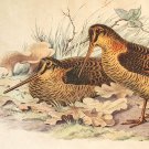 Vintage 1963 Art Print - Woodcocks & Hen by Jacques Cartier
