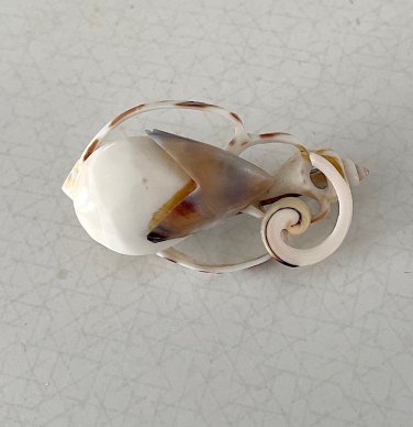 Vintage Carved Shell Brooch / Pin