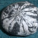 Chrysanthamum