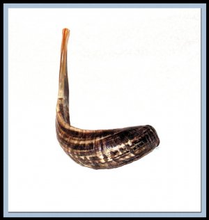 New 20" Rams HORN SHOFAR Authentic Natural From Israel