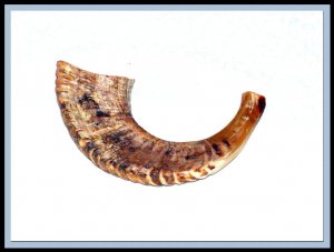 New 17" Rams HORN SHOFAR Authentic Natural From Israel