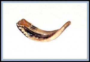 New polished 14" Rams Kudu Horn Shofar Authentic Israel